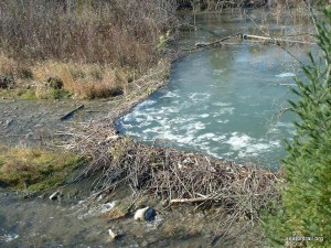 A beaver dam